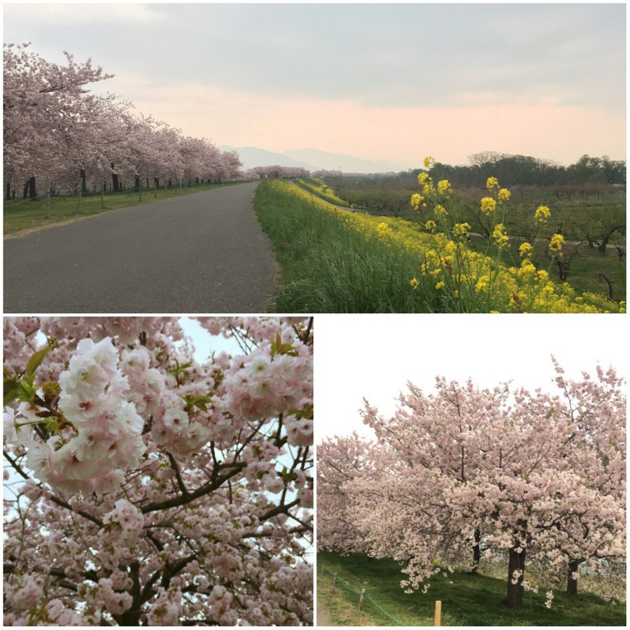 小布施の桜