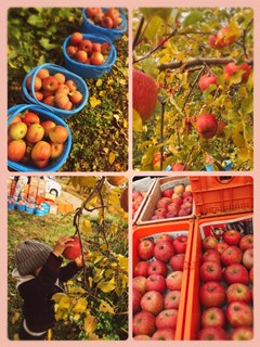 りんごの収穫.JPG