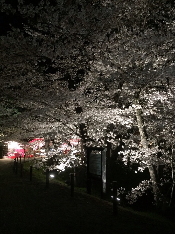 2夜桜.jpeg