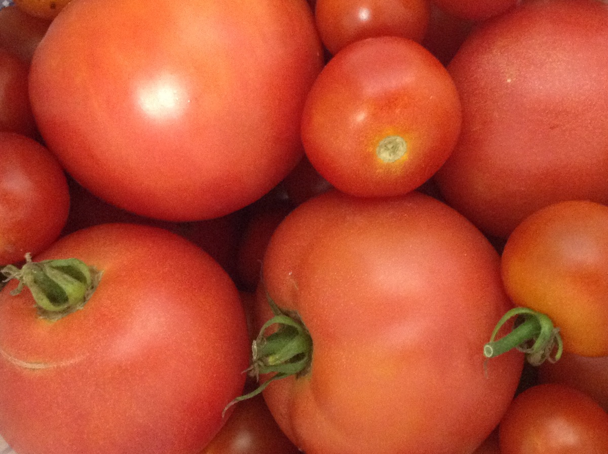 頂き物　トマト
