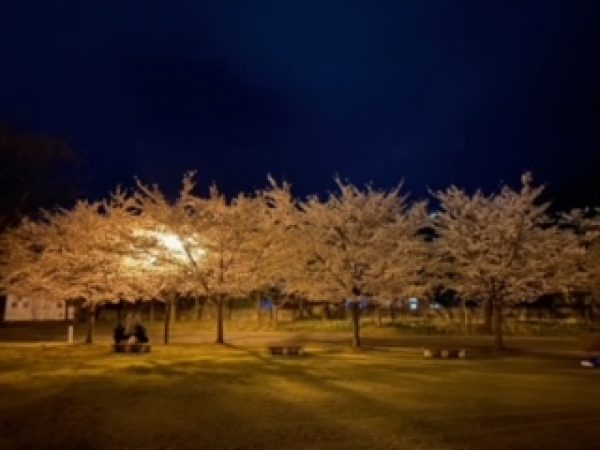 夜桜サムネイル