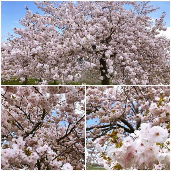 八重桜サムネイル