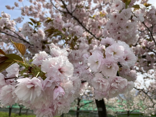 八重桜サムネイル